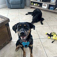 adopt a pet