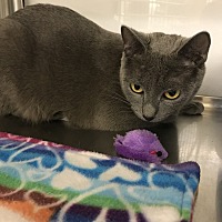 adopt a pet