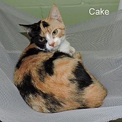 Thumbnail photo of Cake #4