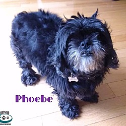 Thumbnail photo of Phoebe - Adopted May 2017 #2