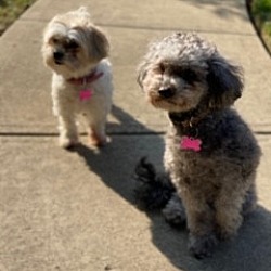 Puppies For Sale In Franklin Ohio Adoptapet Com