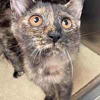 Photo of Callie Kitten 1(Chica)