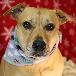 Thumbnail photo of Ginger #2