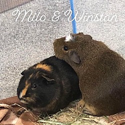 Photo of Milo & Winston