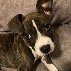 Photo of Apollo Junior