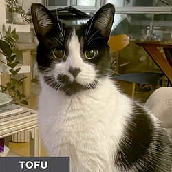 Thumbnail photo of Tofu #2