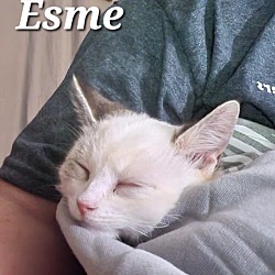 Thumbnail photo of Esme (&I vory) #4