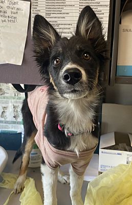 Salt Lake City, UT - Border Collie. Meet *Frida* a Pet for Adoption ...