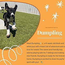 Thumbnail photo of Dumpling #1