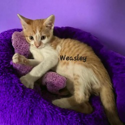 Thumbnail photo of Weasley #1