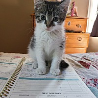 adopt a pet