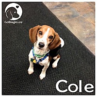 Pittsburgh, PA - Beagle. Meet Cole a Pet for Adoption.