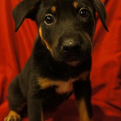 Thumbnail photo of Reece-Adopted! #1