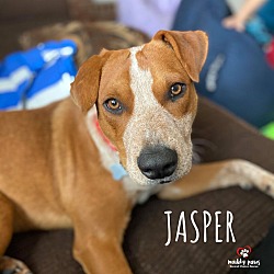 Photo of Jasper