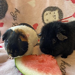 Thumbnail photo of Guinea pigs #4