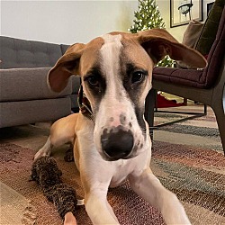 Photo of Ollie