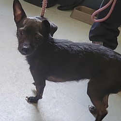 Photo of Lupo