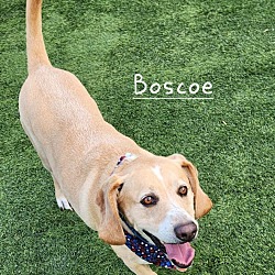 Thumbnail photo of Boscoe #2