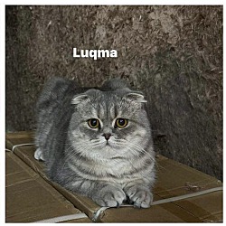 Photo of Luqma