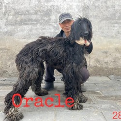 Photo of Oracle 2847