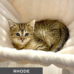 Thumbnail photo of Rhode #2