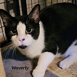 Thumbnail photo of Waverly (24-071) #3