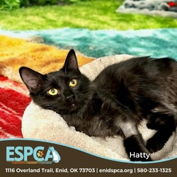 Thumbnail photo of Hatty #1