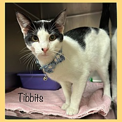 Thumbnail photo of TIBBITS #3