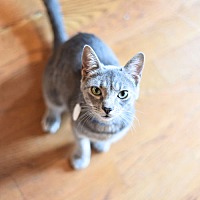adopt a pet
