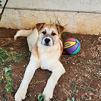 adopt a pet