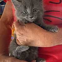 adopt a pet