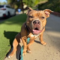 adopt a pet