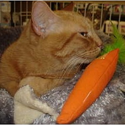 Thumbnail photo of Orange Cat #2