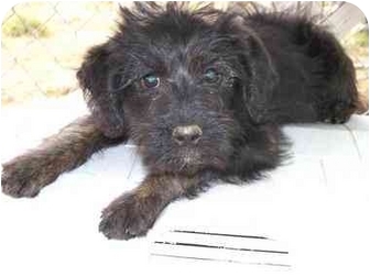 poodle wirehaired terrier mix