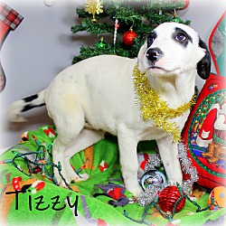 Thumbnail photo of Tizzy~adopted! #4
