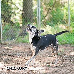 Thumbnail photo of Chickory #4