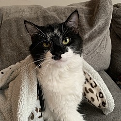 Photo of Oreo