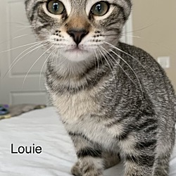 Thumbnail photo of LOUIE #1