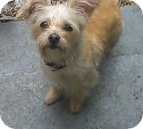 miniature poodle chihuahua