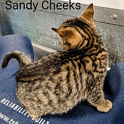 Thumbnail photo of Sandy Cheeks #3