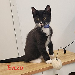 Photo of Enzo
