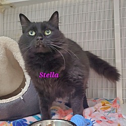 Thumbnail photo of Stella #1