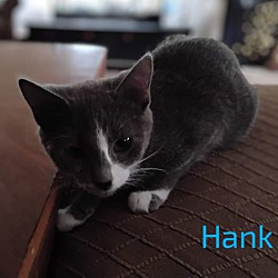 Thumbnail photo of Hank #1