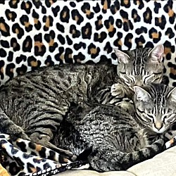 Thumbnail photo of Sita (Smokey & Little Spirit) #4