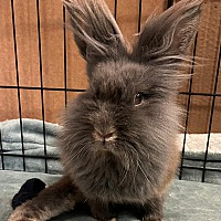 adopt-pet
