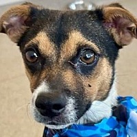 adopt a pet