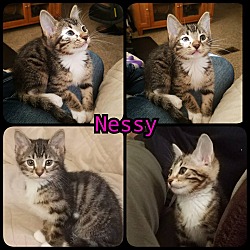 Photo of Nessy
