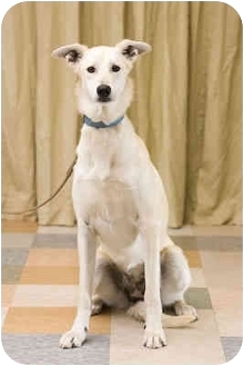 husky greyhound mix husky greyhound mix