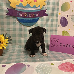 mama zoey and puppies rescue