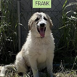 Thumbnail photo of FRANK #1